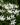 ornithogalum