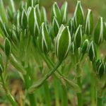 ornithogalum 3
