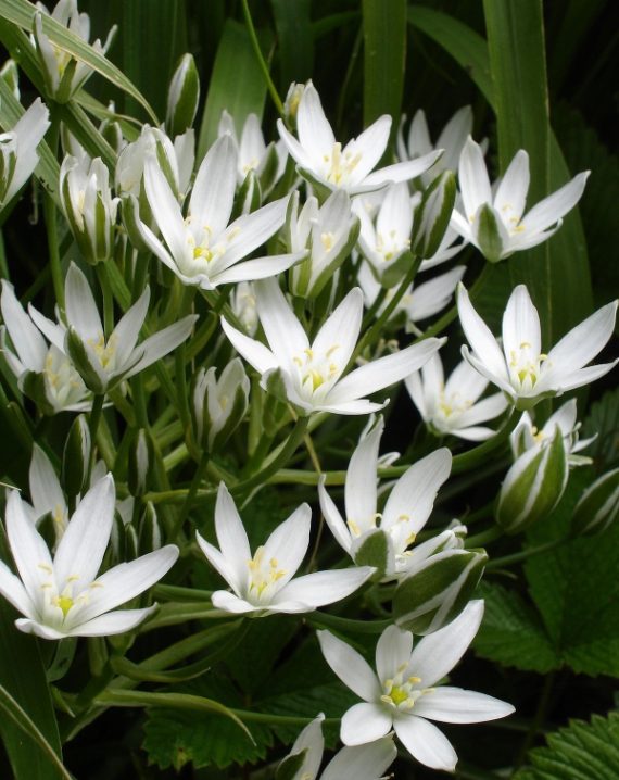 ornithogalum