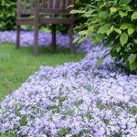 polegli floks emerald cushion blue 3