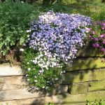 polegli floks emerald cushion blue 4