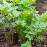 xr:d:DAFxQ4FnaMg:3339,j:9093179725025969604,t:23121216