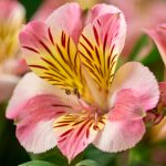 alstroemeria 1