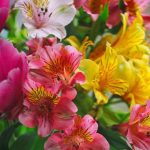 alstroemeria