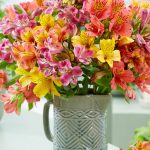 alstroemeria 2