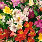 alstroemeria 4