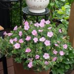geranijum svetlo roze 1