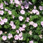 geranijum svetlo roze