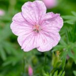 geranijum svetlo roze 2