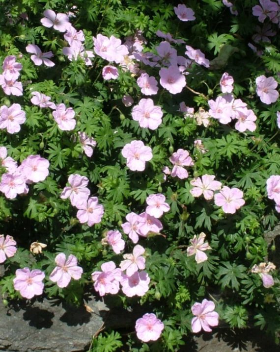 geranijum svetlo roze