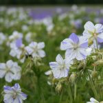 geranium splish splash 1