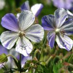geranium splish splash 2