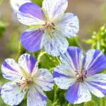 geranium splish splash 4