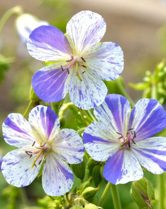 geranium splish splash 4
