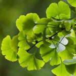 ginkgo biloba 1