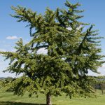 ginkgo biloba