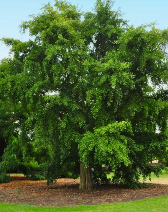 ginkgo biloba 2