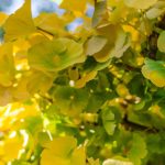 ginkgo biloba 3