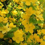 kerria japonica