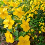kerria japonica 2