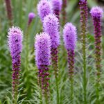 liatris 1