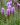 liatris 1