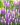 liatris