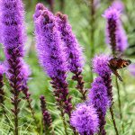 liatris 3