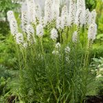 liatris 4