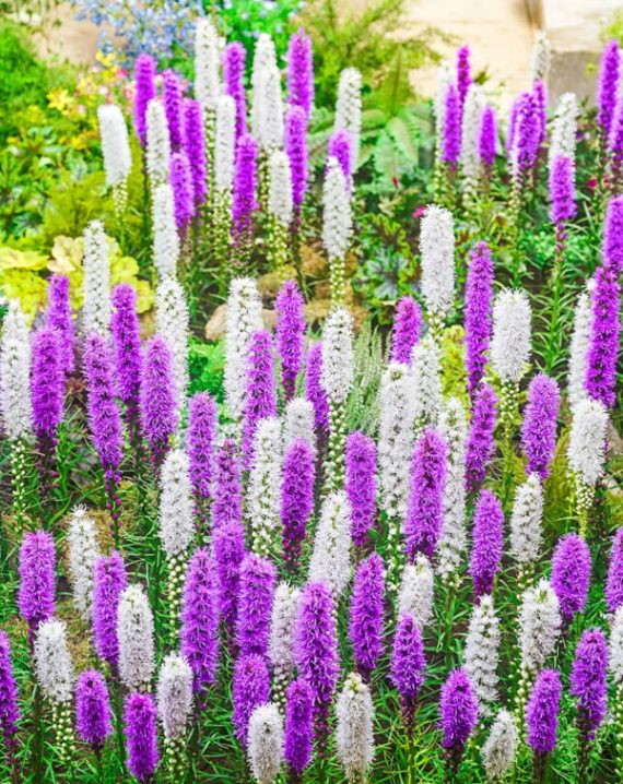 liatris