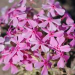 phlox subulata variegata 1