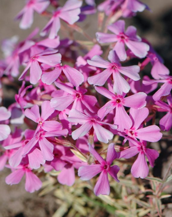 phlox subulata variegata 1