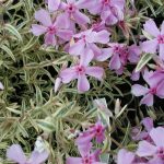phlox subulata variegata