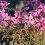 phlox subulata variegata 2