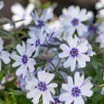 polegli floks bavaria 1