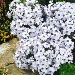 polegli floks bavaria