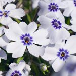 polegli floks bavaria 2