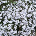 polegli floks bavaria 3