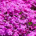polegli floks hot pink 1