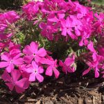 polegli floks hot pink 3