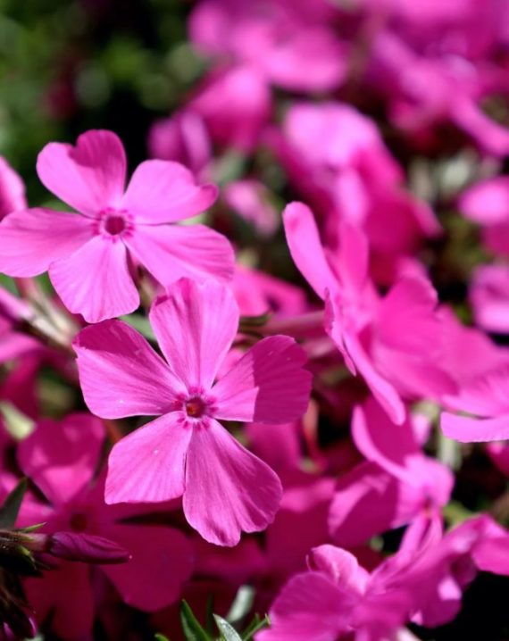polegli floks hot pink
