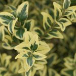 simsir sarenolisni 1