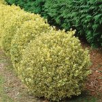 simsir sarenolisni 2