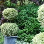 simsir sarenolisni 3