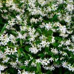 zvezdasti jasmin 2