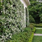 zvezdasti jasmin 4