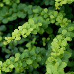 berberis zeleni 1