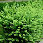 berberis zeleni