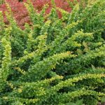berberis zeleni 2