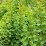 berberis zeleni 3